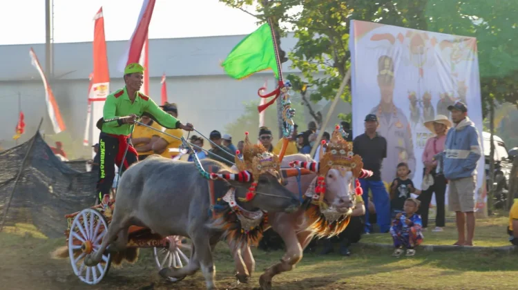 Ratusan Kerbau Beradu Cepat di Sirkuit All in One Jembrana