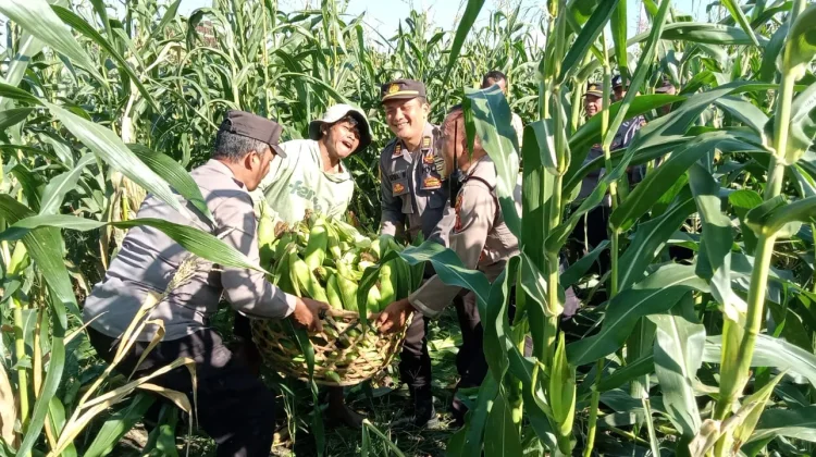 Polsek Blahbatuh Dukung Ketahanan Pangan Nasional