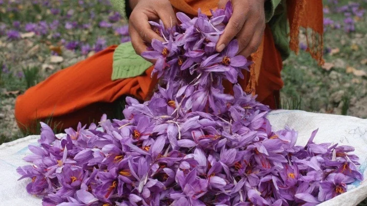 Modifikasi Ruang: Teknik Budidaya Saffron yang Kini jadi Rempah Termahal di Dunia