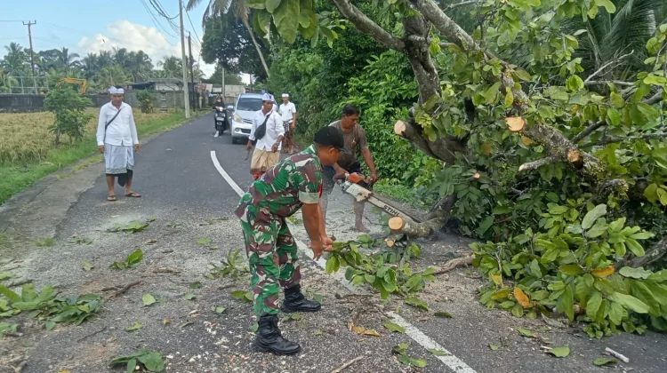 Babinsa dan Bhabinkamtibmas Gerak Cepat Evakuasi Pohon Tumbang di Desa Jegu