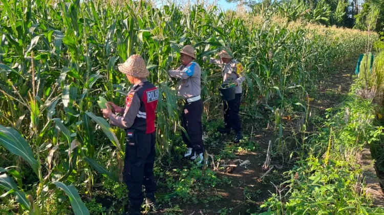 Polsek Banjarangkan Panen Jagung Dukung Program Ketahanan Pangan Polri