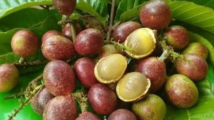 Buah Matoa Kaya Antioksidan Alami