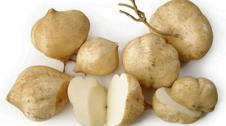 Bengkoang Tidak Hanya untuk Bahan Rujak namun Mendukung Kesehatan