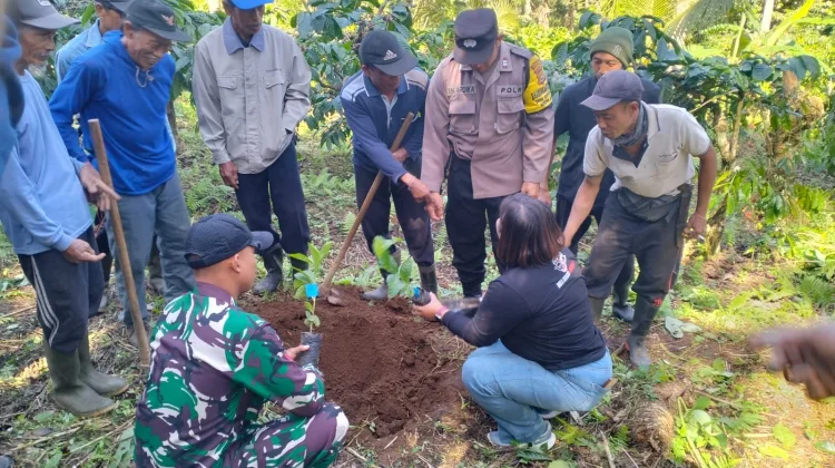 Babinsa Karyasari Gerakan Tanam Serentak, Perkuat Hilirisasi Kopi Nasional