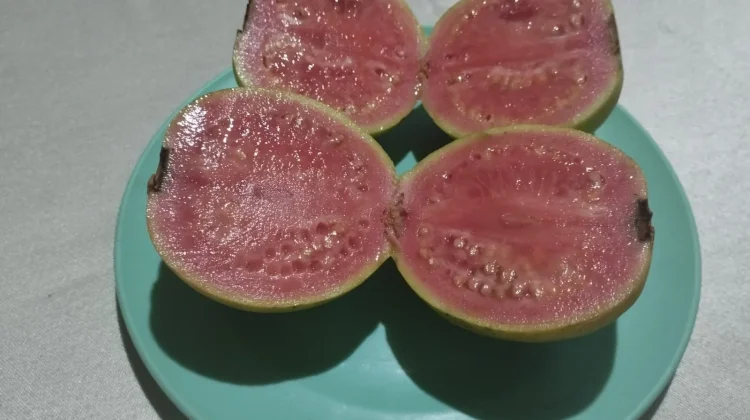 Jambu Merah Biji,Buah Biasa yang Nutrisinya Luar Biasa