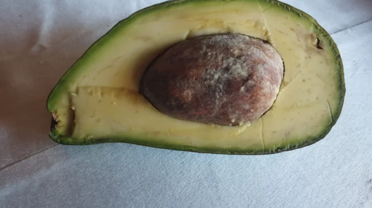 Fakta Gizi Alpukat,Superfood yang Kaya Lemak Baik