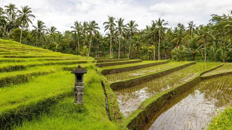 Perda Baru Bali Batasi Alih Fungsi Lahan Demi Proteksi Ekosistem Subak