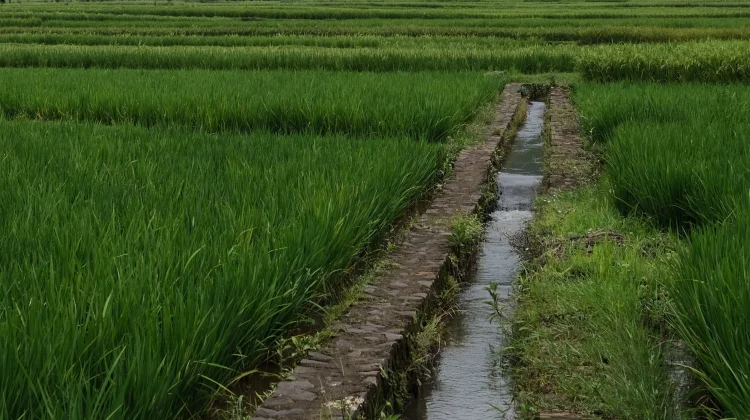 Bali Dapat Prioritas Pusat untuk Perbaikan Jaringan Irigasi Tersier Subak