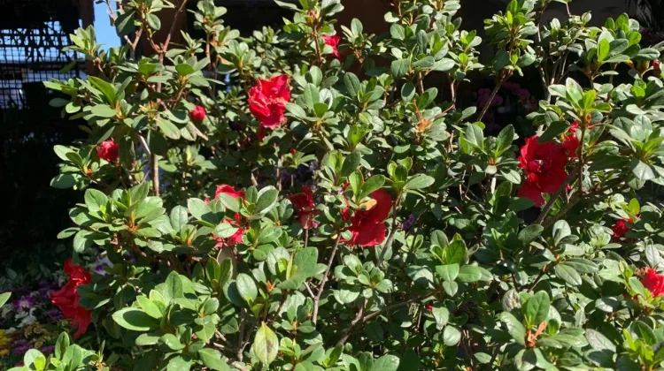 Pesona Azalea, Tanaman Semak Berbunga dengan Warna Warni Indah