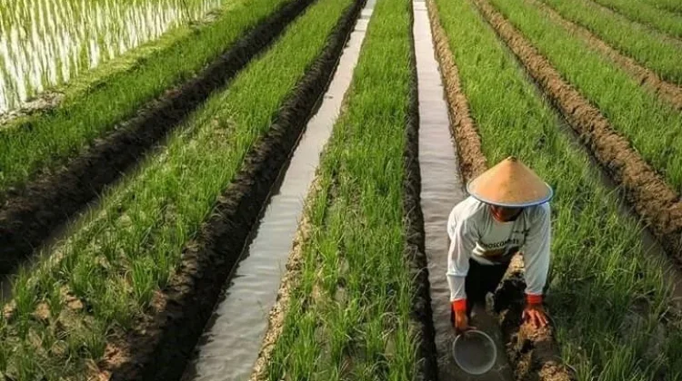 Subak Bukan Sekadar Saluran Air, tetapi Penjaga Ketahanan Pangan Bali