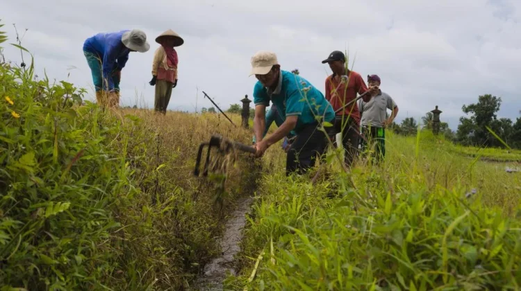 Mengapa Bali Harus Menjaga Subak di tengah Pesatnya Pembangunan?