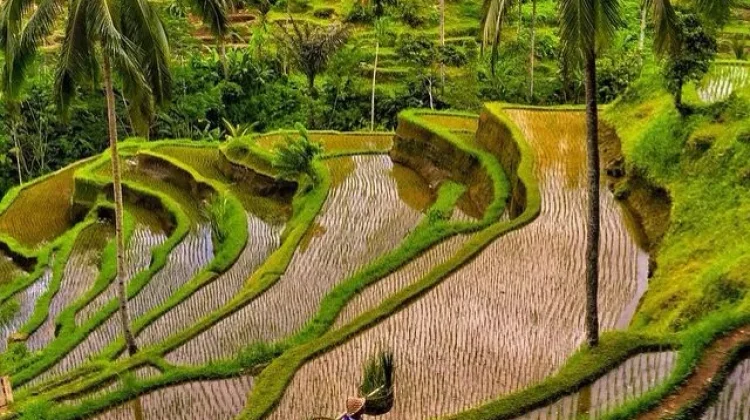 Sawah yang Hilang, Budaya yang Ikut Memudar
