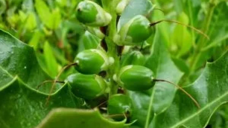 Mengandung Senyawa Bioaktif, Buah Jeruju Mampu Hambat Pertumbuhan Sel Kanker