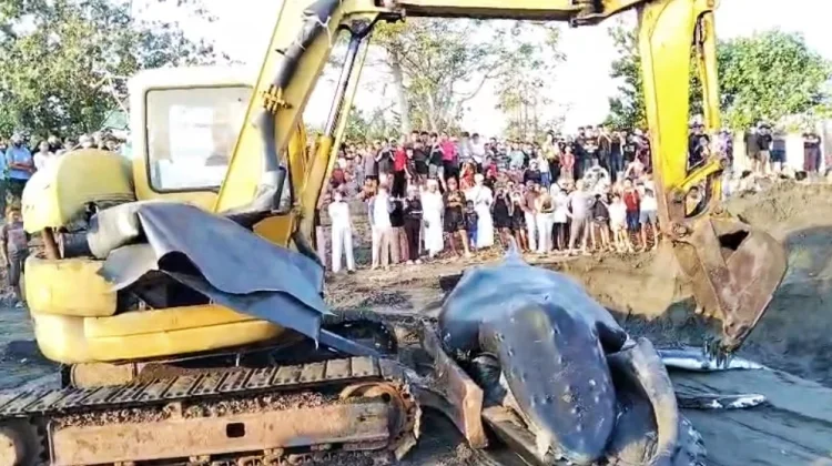 Berjuang Berjam-jam, Paus Bungkuk Terdampar di Pesisir Jembrana Mati