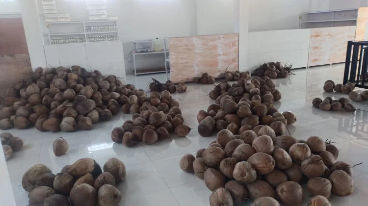 Seratus Delapan Jenis Kelapa atau Nyuh Meadan dalam Tradisi Usada Bali