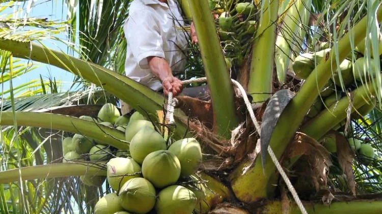 Kelapa Bali, Pohon Kehidupan yang Hampir Tak Menyisakan Limbah