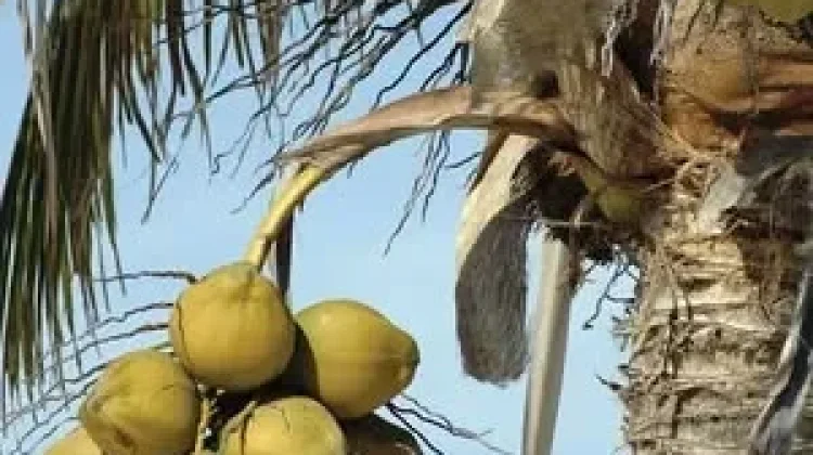 Rahasia 108 Jenis Kelapa Bali dalam Tradisi Pengobatan Leluhur