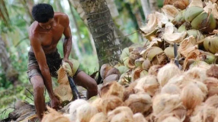 Kearifan Lokal Bertemu Inovasi, VCO Bali Menjadi Produk Bernilai Tinggi