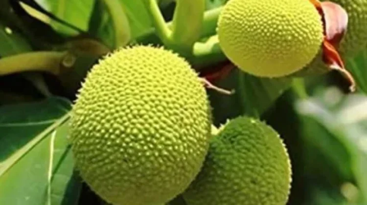Buah Timbul Kaya Nutrisi dengan Beragam Manfaat bagi Kesehatan