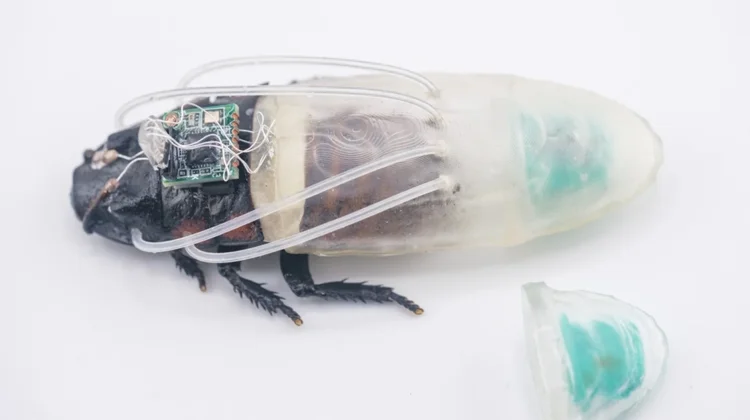 Singapura – Jepang Kembangkan Robot Biohibrida untuk Pencarian Korban Bencana