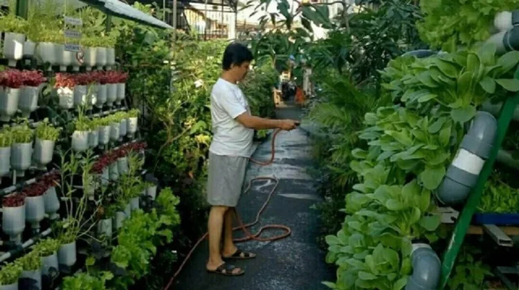 Ketahanan Pangan Berbasis Rumah Tangga Dimulai dari Pekarangan Rumah