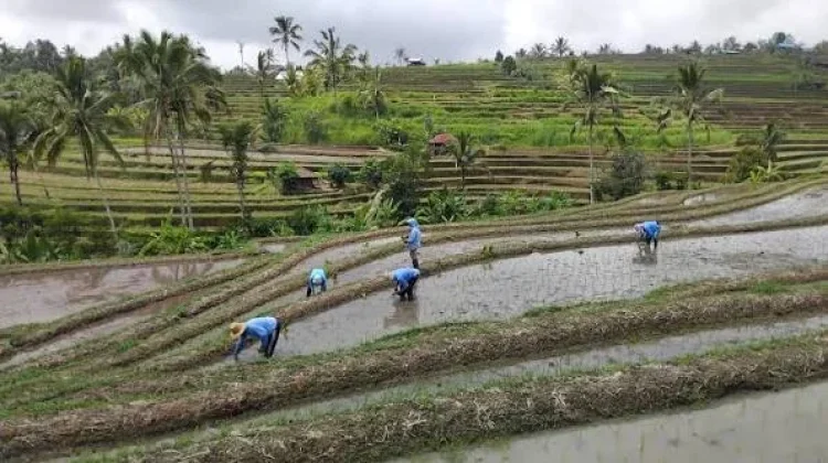 Koperasi Berbasis Subak Berpotensi Perkuat Pertanian Bali