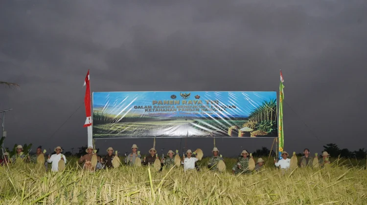 Panen Raya TNI Perkuat Swasembada Pangan Nasional bersama Petani