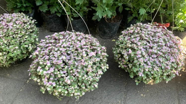 Mengenal Kribo Pink, Tanaman Hias Mungil Cantik yang Mencuri Perhatian