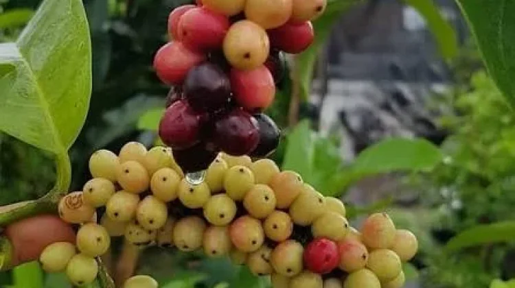 Buah Buni, "Anggur Mini" Nusantara yang Kaya Antioksidan Kini Kian Langka