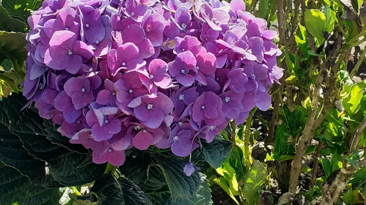Pesona Hidrangea, Si  Bunga Pecah Seribu yang Bisa Berubah Warna
