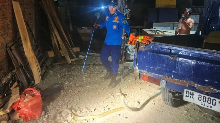 Damkar Jembrana Amankan Ular Cobra di Rumah Warga
