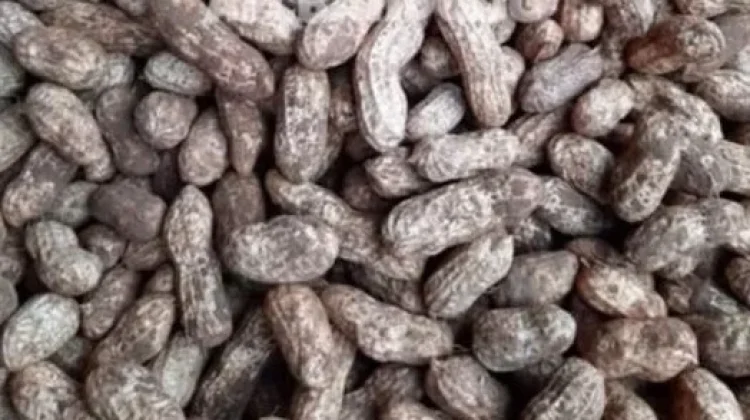 Manfaat Konsumsi Kacang Tanah bagi Kesehatan