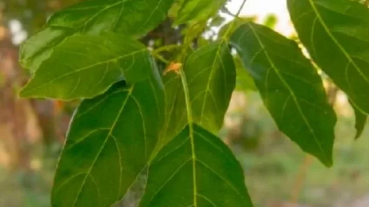 Manfaat Daun Kendal, Tanaman Lokal yang Berkhasiat bagi Kesehatan