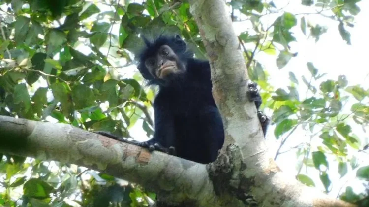 Spesies Monyet Baru Ditemukan di Kongo