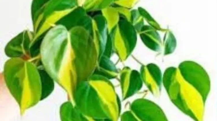 Mengenal Sirih Brasil, Si Cantik yang Tangguh untuk Penghias Ruangan