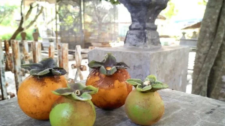 Mengintip Eksotisme Buah Klecung, Buah Hutan Tropis yang Kian Terlupakan