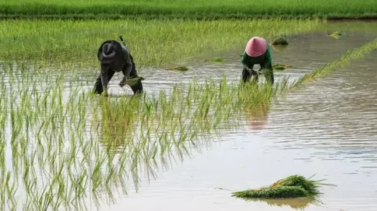 Komoditas Unggulan Daerah Perkuat Ketahanan Pangan