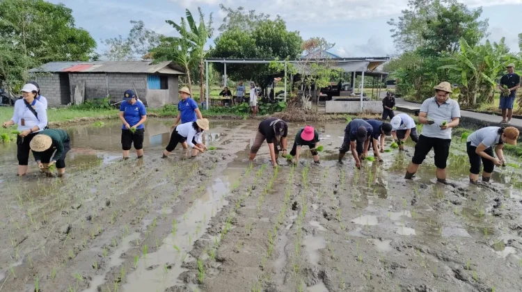 Antisipasi Kemarau, Pemkot Denpasar Laksanakan Gertam Padi Cakrabuana Agritan