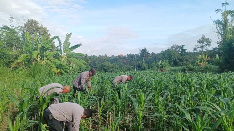 Dukung Ketahanan Pangan, Personel Polsek Banjarangkan Ikut Pemupukan Jagung