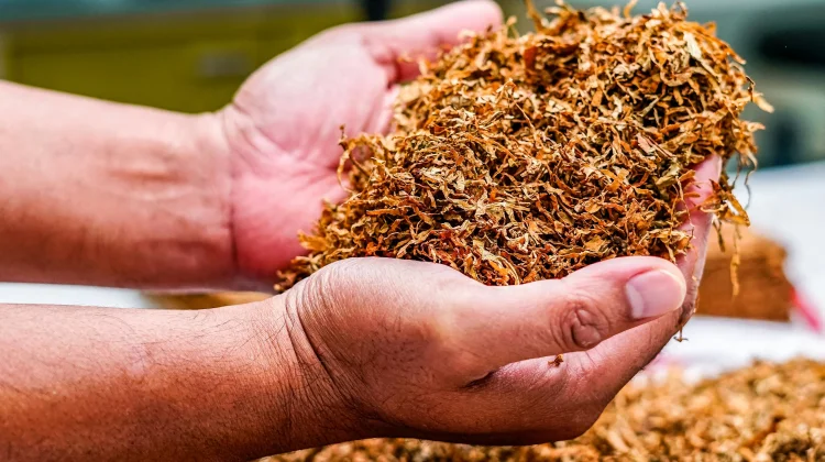Ragam Pemanfaatan Tembakau di Luar Industri Rokok