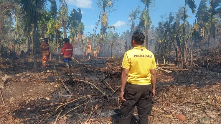 Bakar Daun Kering, Lahan 1 Hektar Milik Pensiunan Guru di Jembrana Hangus