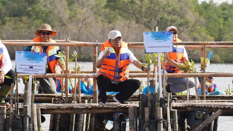Perkuat Ekosistem, Gubernur Koster Dorong Gerakan Tanam Mangrove Setiap Bulan