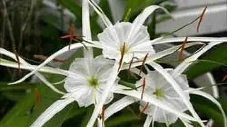Spider Lily Putih, Si Eksotis nan Anggun yang Menjadi Pesona Taman Tropis