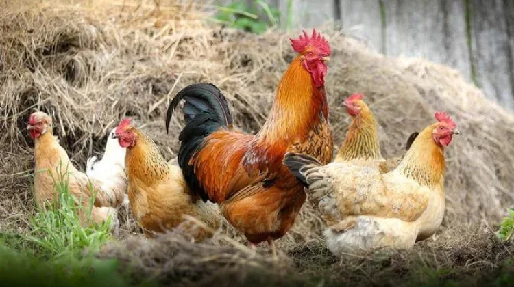 Hemat dan Berkualitas, Rahasia Olah Pakan Ternak Mandiri dari Bahan Lokal