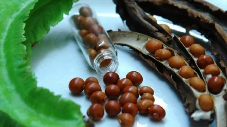 Pakan Ikan Mahal? Tanaman Lokal ini Bisa jadi Solusi