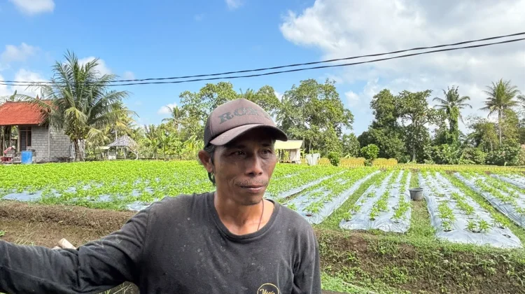 KUR BRI Berhasil Menjaga Eksistensi Petani Bunga Pacah