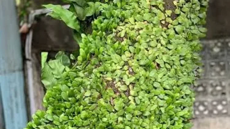 Daun Sisik Naga, Tanaman Sehat Alami dan Kaya Khasiat