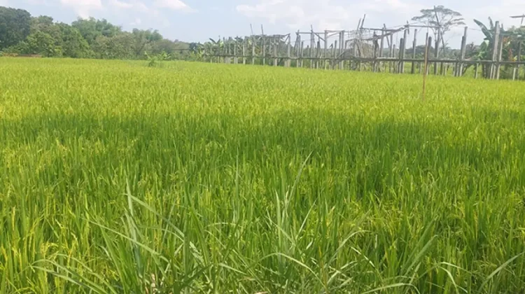 Antisipasi Kemarau, Pemkot Denpasar Tanam Padi Cakrabuana Agritan