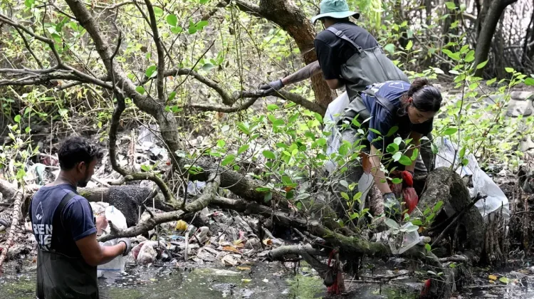 Mangrove Denpasar Selatan Terancam Sampah Plastik