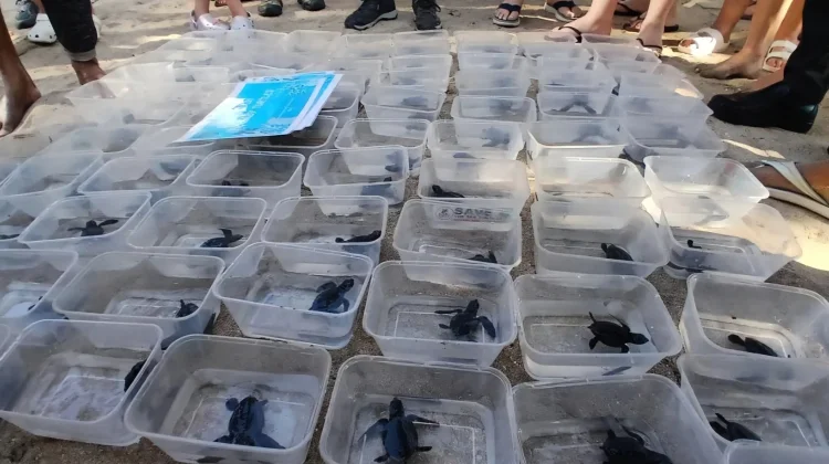 Pelepasan Tukik Jadi Daya Tarik Wisatawan di Pantai Kuta